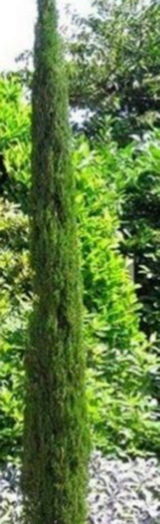 10 Pcs Italian Cypress Tree Seeds Cupressus Sempervirens Seeds
