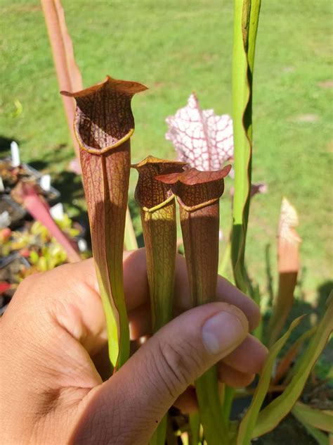 Sarracenia Rubra Ssp Wherryi Chatom Giant Carnivorous Plant Resource