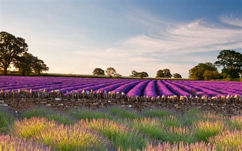 Purple Lavender Fields Somerset Uk Bing 4k Preview