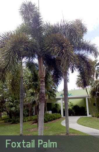 Foxtail Palm Tree Growth Rate Phoenix Trim A Tree Llc