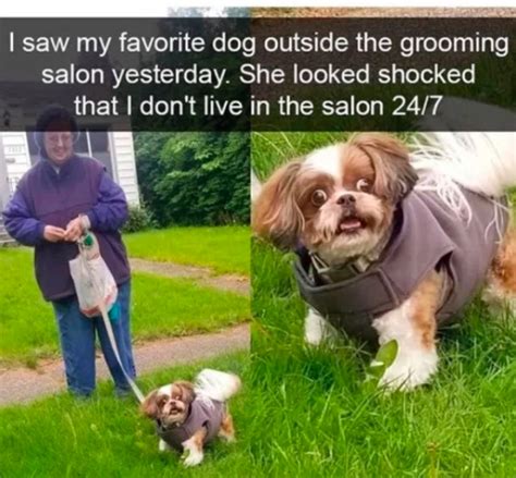 Dog Memes Youll Want To Show Your Dog Even Though He Cant Read 30