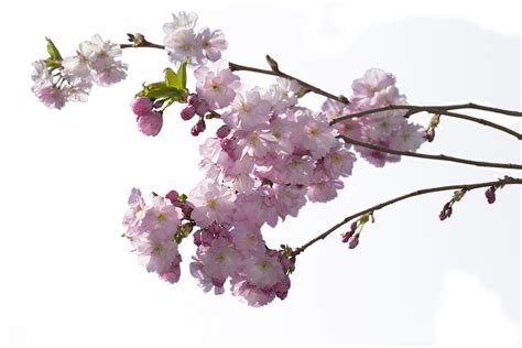 Cherry Tree Flower · Free photo on Pixabay png image