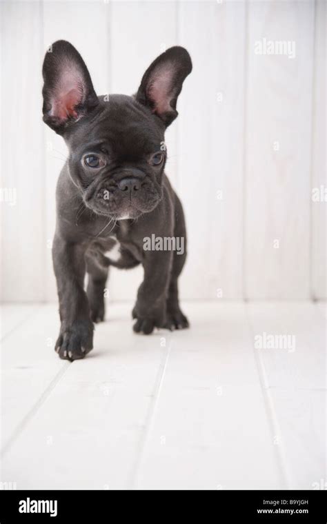 French Bulldog Walking Stock Photo Alamy