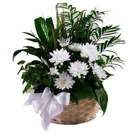 Sympathy Plant Basket Lauderhill Florist Sophisticated Flowers And