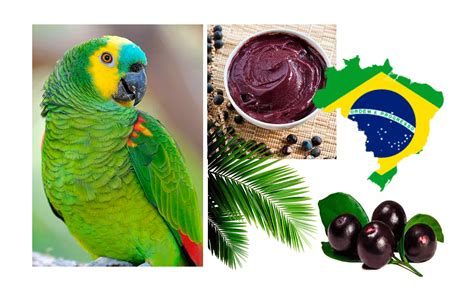 Parrot Açaí Visual Identity Behance