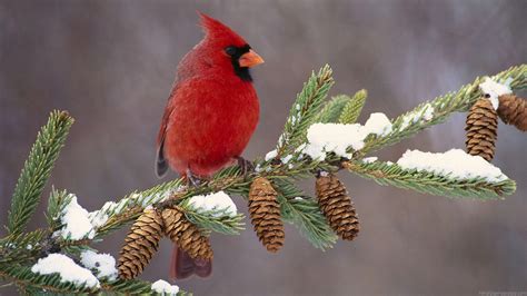 Winter Birds Desktop Wallpapers Top Free Winter Birds Desktop