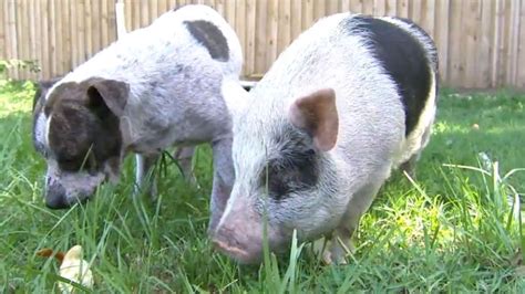 Pig And Dog Best Friends Have Been Roaming The Florida Wilderness
