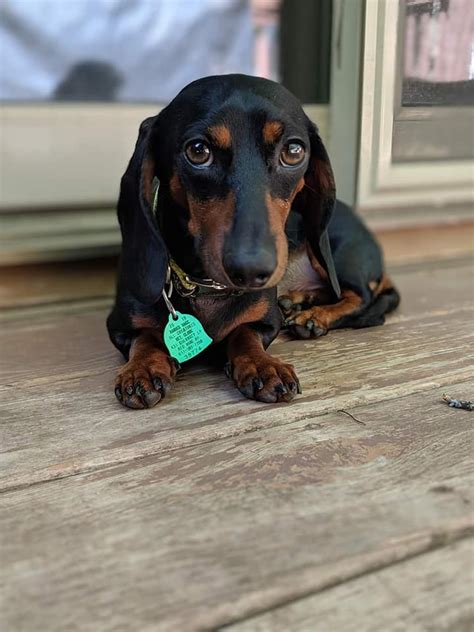 Why Dachshunds Are The Best Dogs Dachshund Bonus