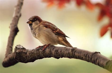 List Of Birds That Start With M - Birds Name List Start With M Letter