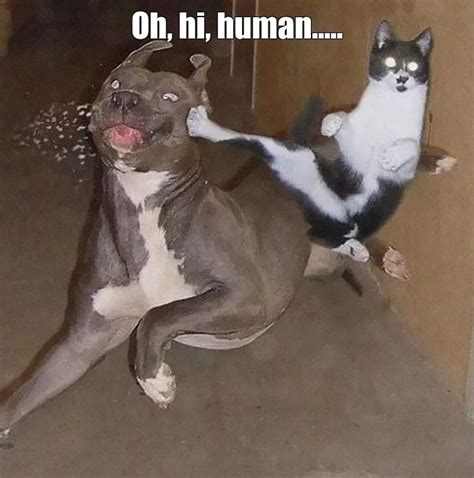 Create Meme Animals Funny Cat And Dog Cats And Dogs Pictures
