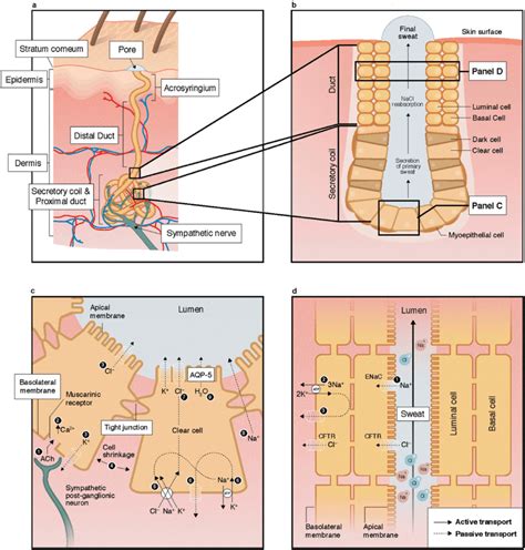 Structure Of The Eccrine Sweat Gland Panels A B And Mechanisms Of