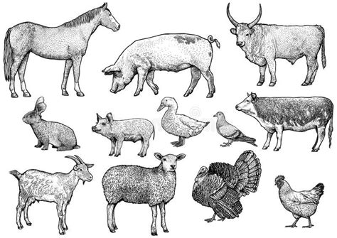 Farm Animal Set Illustration Drawing Engraving Line Art Realistic