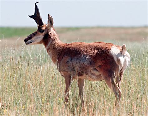Prairie Animals Powerknowledge Life Science