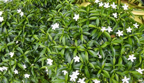 Small White Jasmine Flowers With Small Green Leaves Are Beautiful In