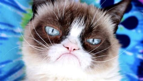 Grumpy Cat The Internets Grumpiest Legend Has Died Grumpy Cat