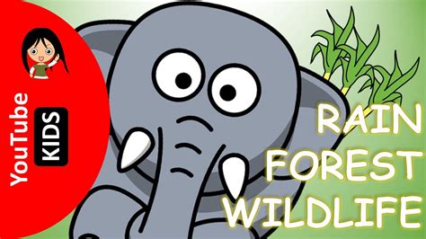 Learn Wild Rainforest Animals Names And Sounds With Actual