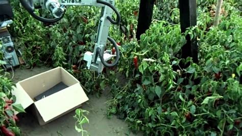 6 Dof Robotic Arm Páprika Chili Pepper Harvester Youtube