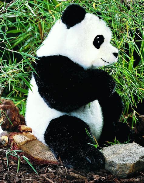 Shaanxi Panda Bear Panda Bear Baby Panda Bears Panda