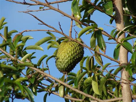 The leaves, fruit, seeds, and stem are used to make medicine. Soursop fruit on the tree | Flickr - Photo Sharing!
