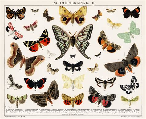 Butterflies Moth Vintage Art Free Stock Photo Public Domain Pictures