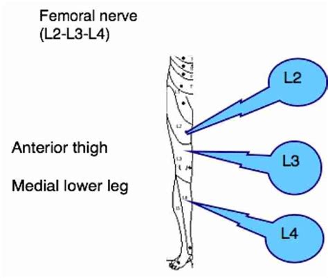 Femoral Nerve Pain Symptoms Spinal L1 To L5 Femoral Nerve Nerve
