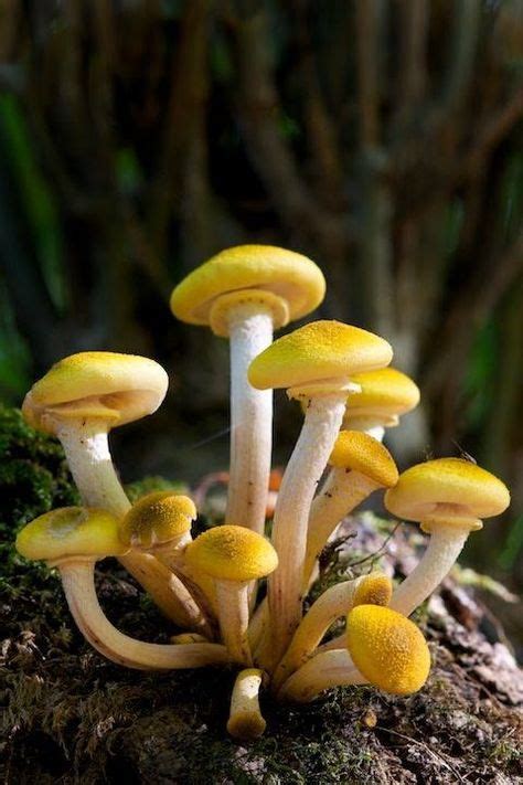 50 Best Visual Library Mushrooms Images In 2020 Stuffed Mushrooms