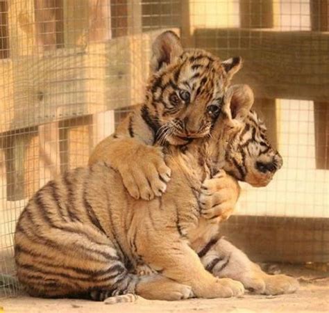 Cute Tiger Cubs Playing Cute Animals Animals Animals Beautiful