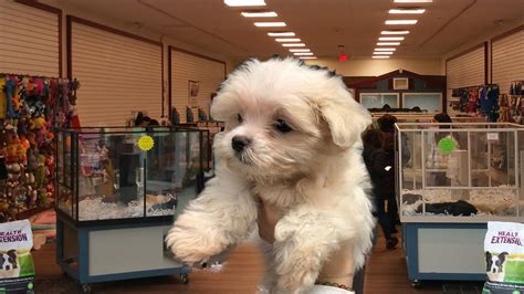 Maltese Puppy Stolen From Pet Store At Mall In Bay Shore Long Island