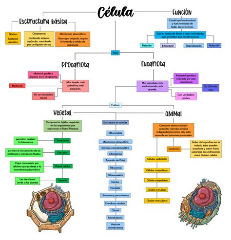 Célula Procariota Y Eucariota Esquemas Y Mapas Conceptuales De