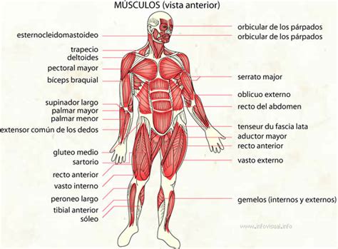 Músculos Diccionario visual Didactalia material educativo