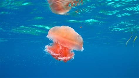 Are Jellyfish Carnivores Herbivores Or Omnivores
