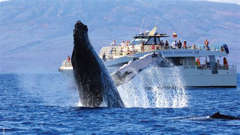 Maui Whale Watching Tour From Lahaina