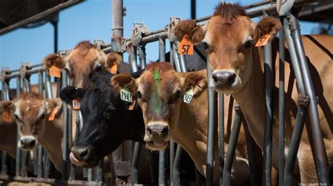 Maybe you would like to learn more about one of these? AZ dairy farms pivot from restaurants to food banks amid ...