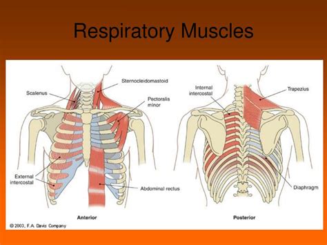 Ppt Assessing The Respiratory System Powerpoint Presentation Free