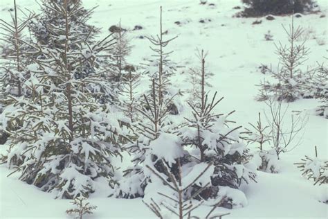 Winter Wonderland Snow On Fir Trees Stock Image Image Of Snowflake