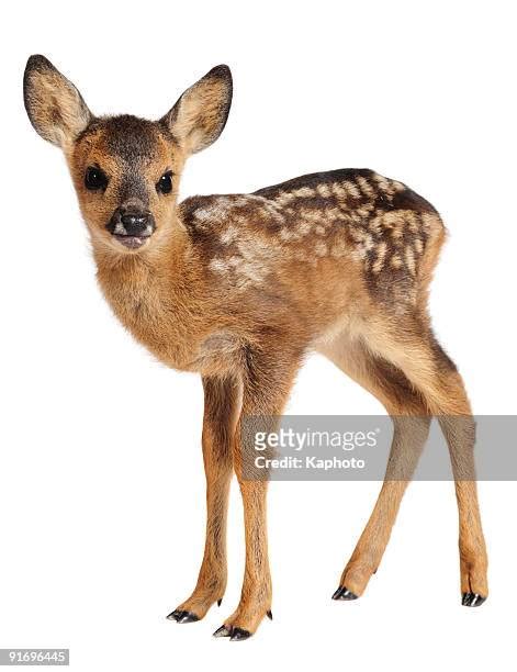 Fawn Photos And Premium High Res Pictures Getty Images