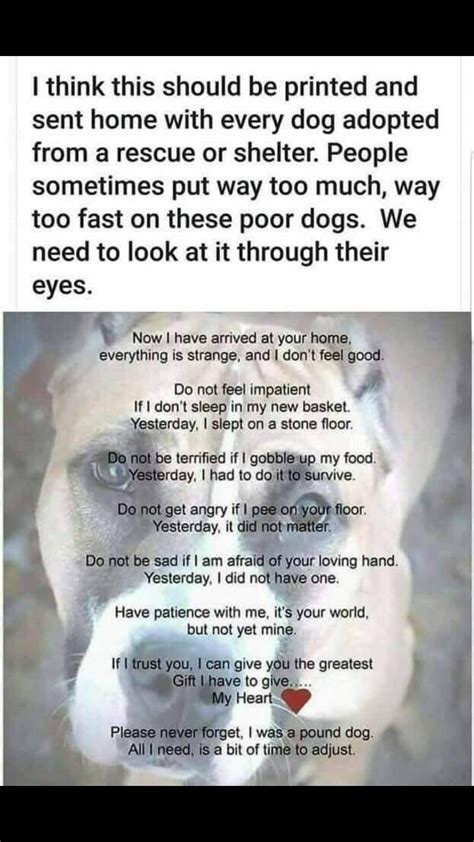 Pin By Maryjo Mcelyea On Pets Rescue Dog Quotes Poor Dog Rescue Quotes