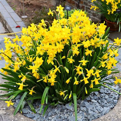 Tete A Tete Miniature Daffodil Narcissus Pre Order Dispatched Mid