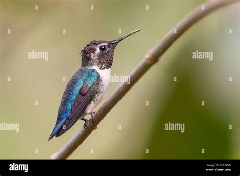 Bee Hummingbird Mellisuga Helenae The Smallest Bird In The World