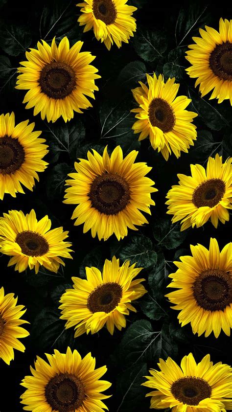Sunflowers Iphone Wallpaper Hd Iphone Wallpapers