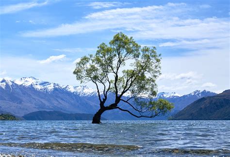 Wanaka Tree In New Zealand Pedro Szekely Flickr