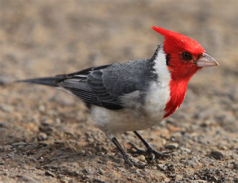 Red Crested Cardinal Wallpapers Animal Hq Red Crested Cardinal