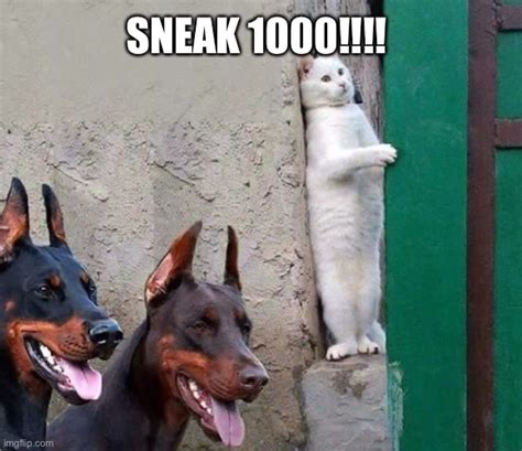 Sneaky Cat Imgflip
