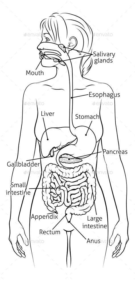 Human Digestive System Woman Anatomy Diagram By Krisdog Graphicriver