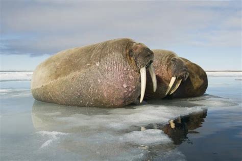 Norway Spitsbergen Nordauslandet Walrus Group Rests On Sea Ice Photographic Print Steve