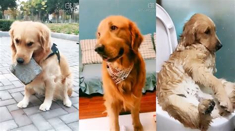 Cute Golden Retriever And Puppies Funny Cats And Dogs