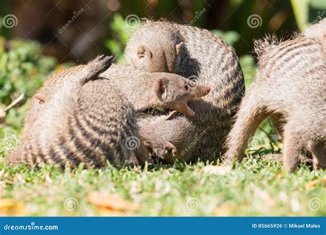 Banded Mongoose Fighting Stock Photo Image Of Cute Predators 85665926