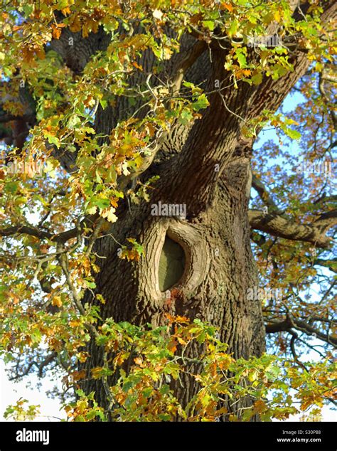 Old Oak Tree Autumn Leaves Hi Res Stock Photography And Images Alamy