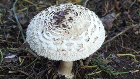 Lots of older field guides list them as edible, new texts warn of gastric upset. Types of Mushrooms That Grow in People's Yards | Garden Guides