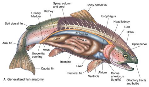 Sicpals Class Dissection True North Trout